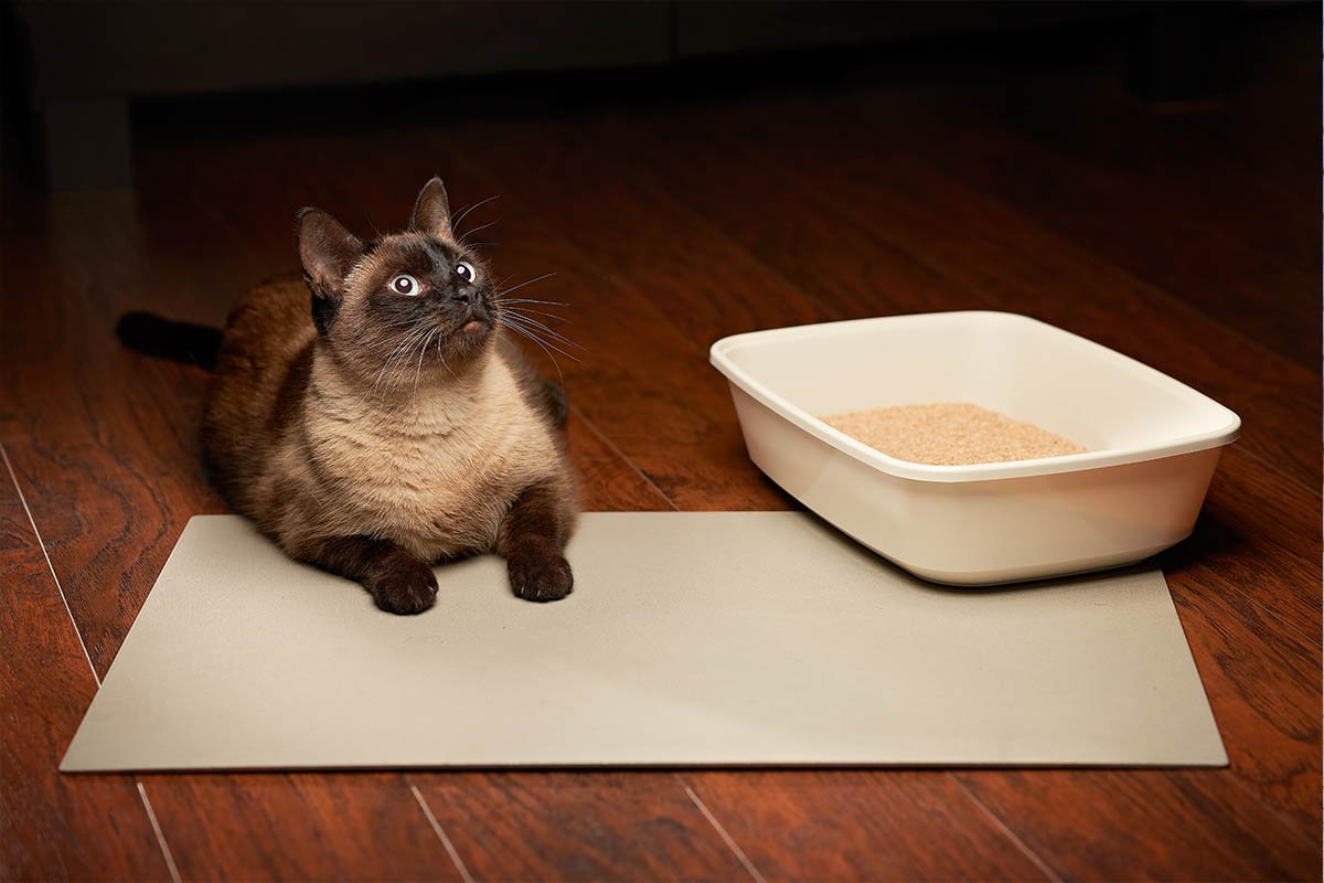 CopperPaw Mat - Special Offer - Copper Footmat